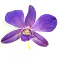 Dendrobium - Siam Blue